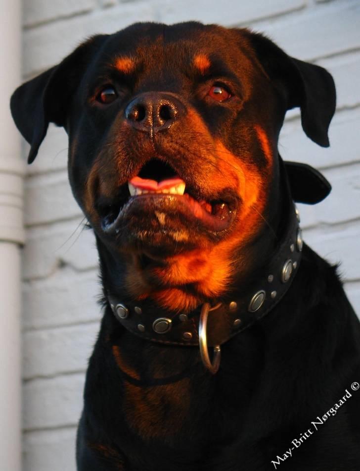 Rottweiler Bundy * 27-6-01 † 01.06.2015  - 13. okt. 2006 billede 13