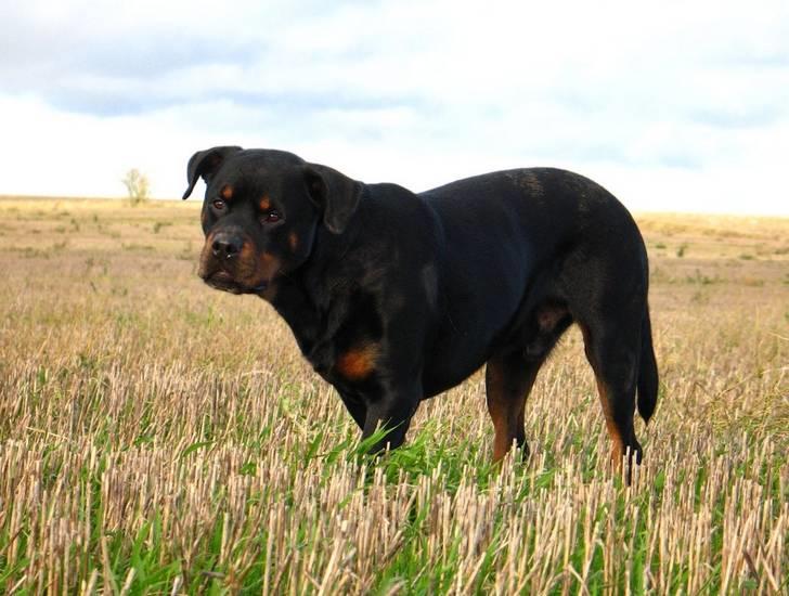 Rottweiler Bundy * 27-6-01 † 01.06.2015  -  27-1-08  billede 2