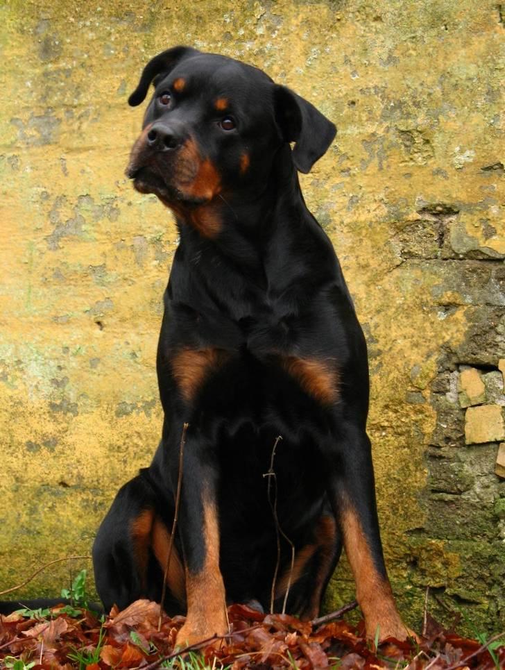 Rottweiler Bundy * 27-6-01 † 01.06.2015  - 11.02.08  billede 9