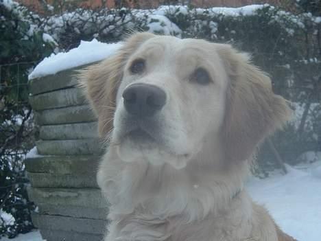 Golden retriever Donna - Giv mig min pind=) Og det må gerne være nu!  *2. Marts 2006* billede 8