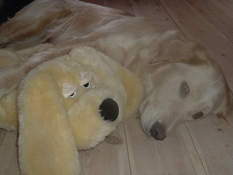 Golden retriever Donna - bedste ven <3 *2. Marts 2006* billede 9