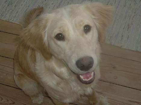 Golden retriever Donna - Er jeg ikke nuttet? *2. Marts 2006* billede 10