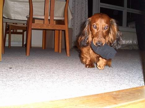 Gravhund Bobby O - HA HA JEG HAR TAGET DERES SOK billede 8