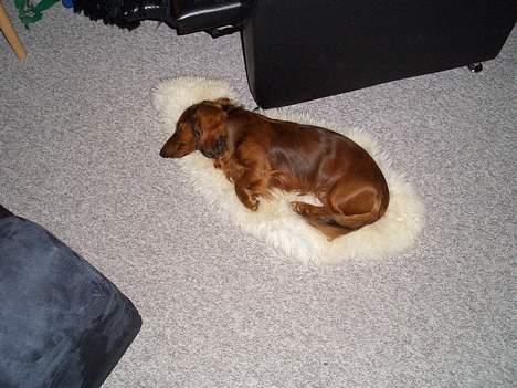 Gravhund Bobby O - ZZZZZZZ billede 9