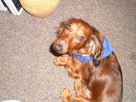 Gravhund Bobby O - JEG SOV LIGE SÅ GODT billede 10