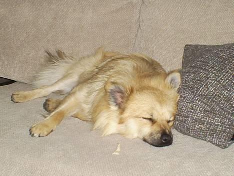 Pomeranian Diego - uhh jeg elsker bare denne sofa.. billede 13