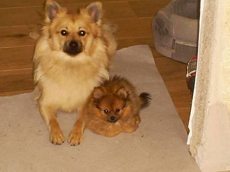 Pomeranian Diego - se mor vi kan altså også godt være søde mod hinanden billede 14