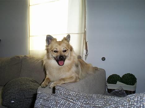 Pomeranian Diego - hej hej med dig mor... billede 15
