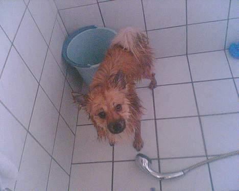 Pomeranian Diego - Okay mor så for du lige et billed af mig, for det er jo også lidt dejligt he he. billede 16