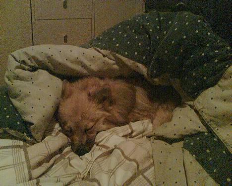 Pomeranian Diego - uha det  er sådan her min seng skal redes hver dag mor "Det er dejligt" billede 17