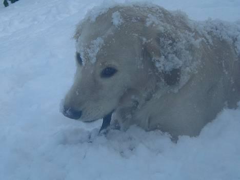 Golden retriever Donna - Donna i sne eller omvendt? *2. Marts 2006* billede 11