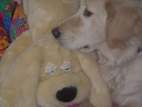 Golden retriever Donna - Vil du ikke lege med mig? *2. Marts 2006* billede 12
