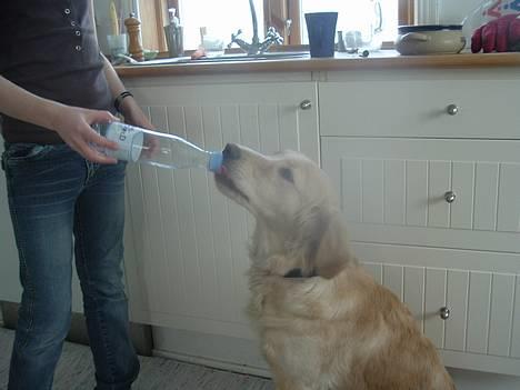 Golden retriever Donna - Jeg er tørstig (kilde vand er bare det bedste) *2. Marts 2006* billede 13