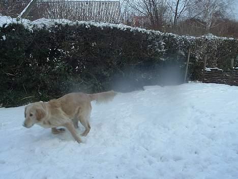 Golden retriever Donna - Her kommer jeg i fuld fart!!!! *2. Marts 2006* billede 14