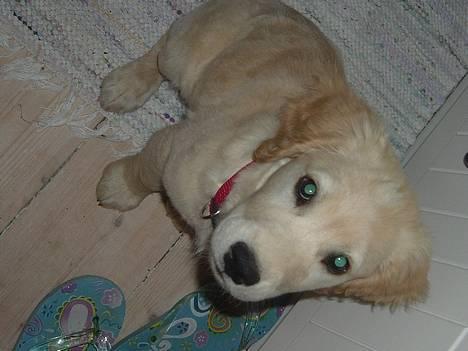 Golden retriever Donna - Donna i sommers (august) billede 15