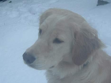 Golden retriever Donna - Altså hvis jeg ikke får min pind nu falder jeg i søvn! *2. Marts 2006* billede 16