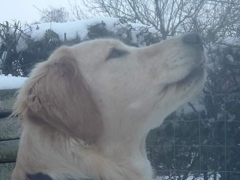 Golden retriever Donna - Er jeg ikke skøn? Her kigger jeg op mod solen(min pind!!!) *2. Marts 2006* billede 17