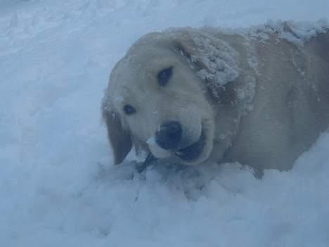 Golden retriever Donna - Jeg fik den, gnaske, gnaske!! *2. Marts 2006* billede 18