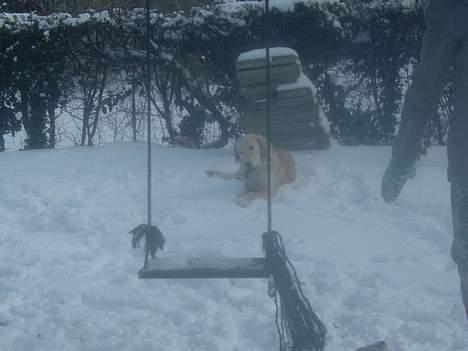 Golden retriever Donna - hvis du kommer hen og tar´ min pind nu såå... *2. Marts 2006* billede 19