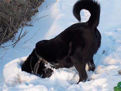 Blanding af racer spike - jeg ved bare der er noget der nede billede 8