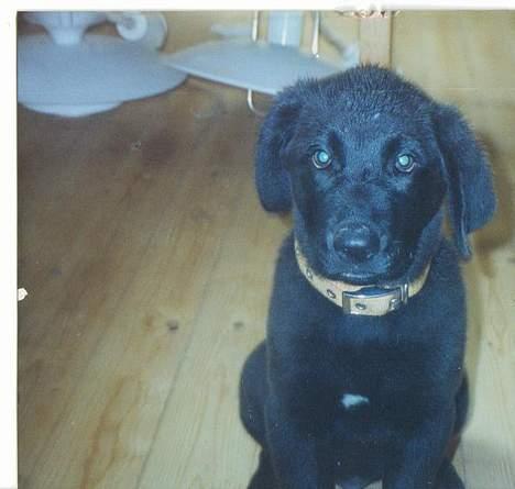 Blanding af racer spike - er jeg ikke nusser billede 9