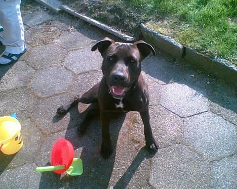 Amerikansk staffordshire terrier Hustler billede 1