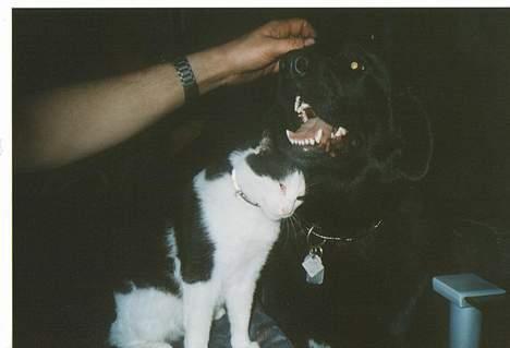 Blanding af racer spike - det er nu rart når der er nogen der gider og kæle billede 10