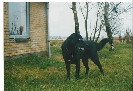 Blanding af racer spike billede 12