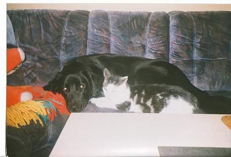 Blanding af racer spike - zzzzzzzzzzz billede 13