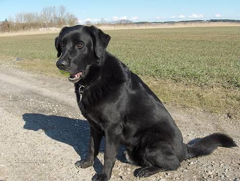 Blanding af racer spike - hvis du ikk snart tager det billeder så smider jeg altså bolden billede 14