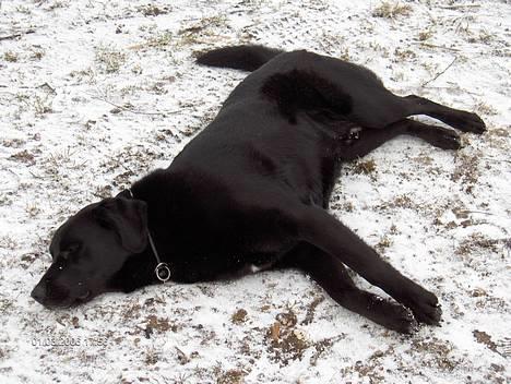 Blanding af racer spike - jeg er bare helt færdig billede 15