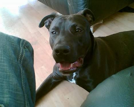 Amerikansk staffordshire terrier Hustler billede 2