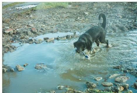Blanding af racer spike - lidt vandhund er man da billede 16