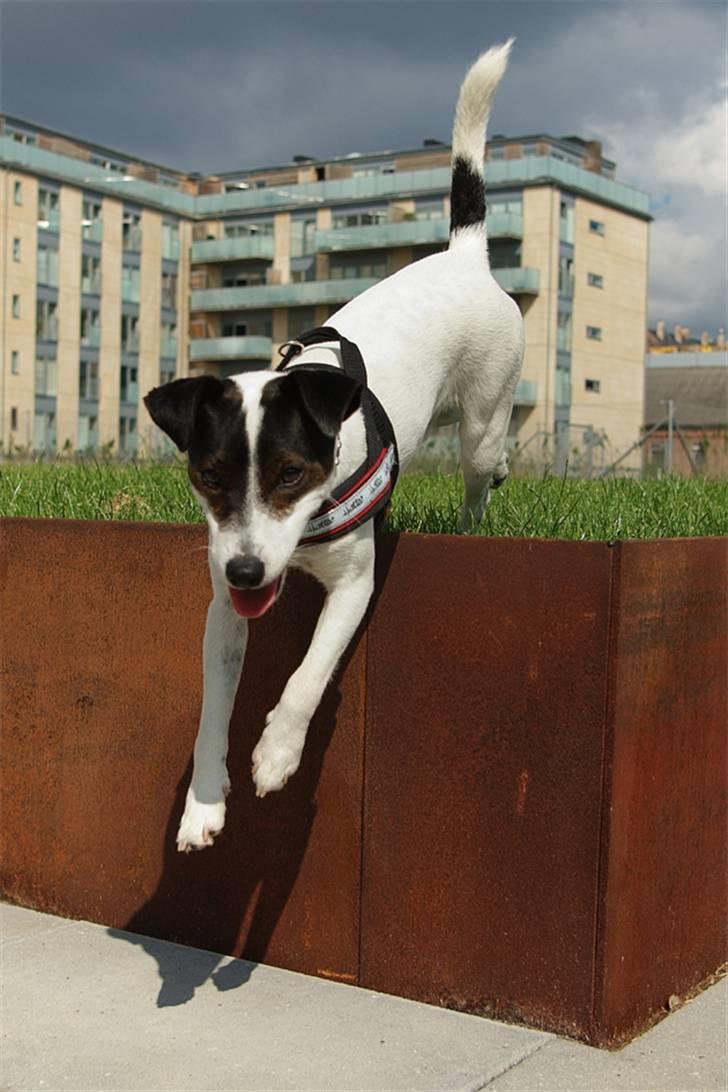 Jack russell terrier Hannibal billede 1