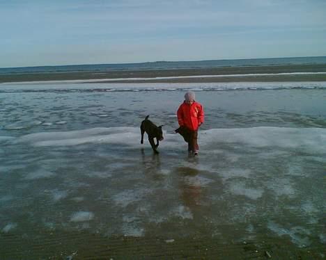 Amerikansk staffordshire terrier Hustler billede 3