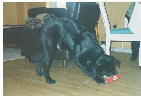 Blanding af racer spike billede 17