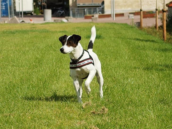 Jack russell terrier Hannibal - Hvem der!?! billede 2