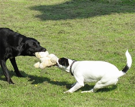 Jack russell terrier Hannibal - Sliiiiip den! billede 3
