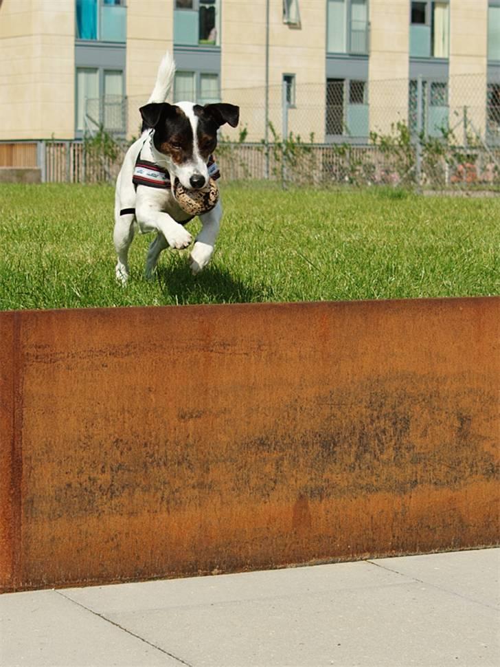 Jack russell terrier Hannibal - Weee! billede 4