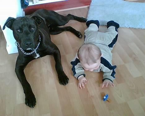 Amerikansk staffordshire terrier Hustler billede 4