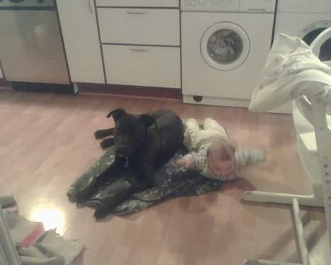 Amerikansk staffordshire terrier Hustler billede 5