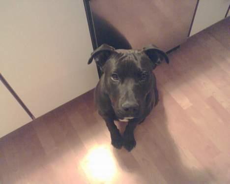 Amerikansk staffordshire terrier Hustler billede 6