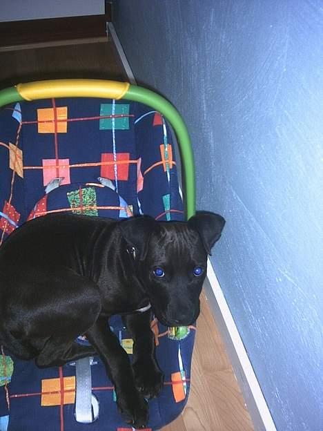 Amerikansk staffordshire terrier Hustler billede 7