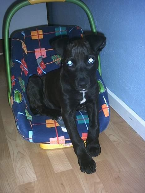 Amerikansk staffordshire terrier Hustler billede 8