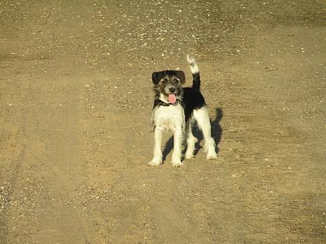 Blanding af racer Kiki billede 3