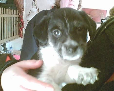 Blanding af racer Kiki billede 4