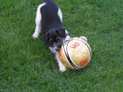 Blanding af racer Kiki billede 5