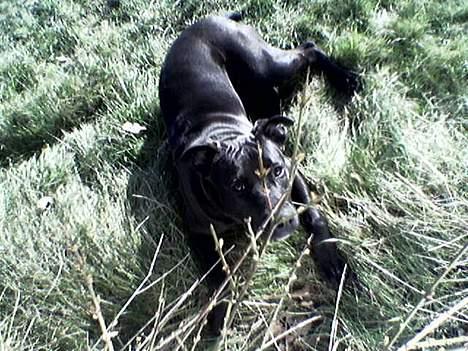 Amerikansk staffordshire terrier Hustler billede 9