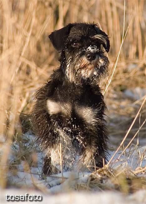 Dvaergschnauzer Sisse RIP-17.09.2010 - NYT 020306 billede 19