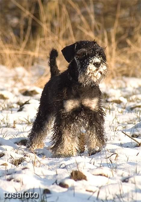Dvaergschnauzer Sisse RIP-17.09.2010 - NYT 020306 billede 20